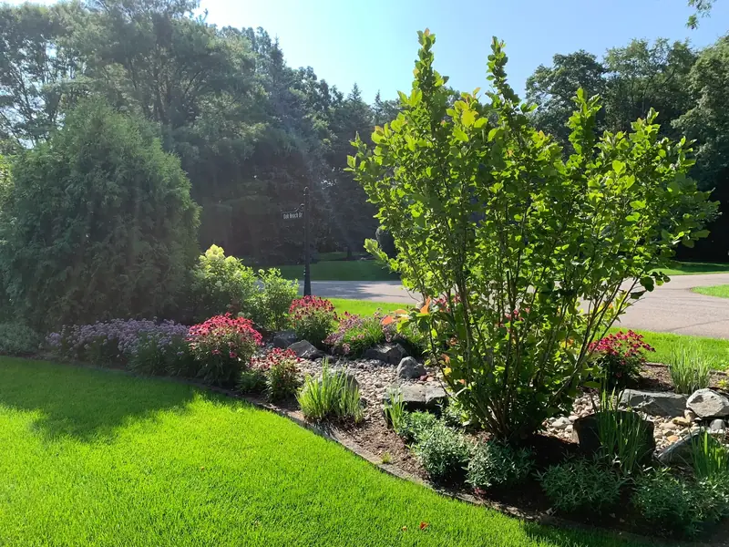 A planted berm with river rock, flowering shrubs and a multi-stem tree beside a lawn