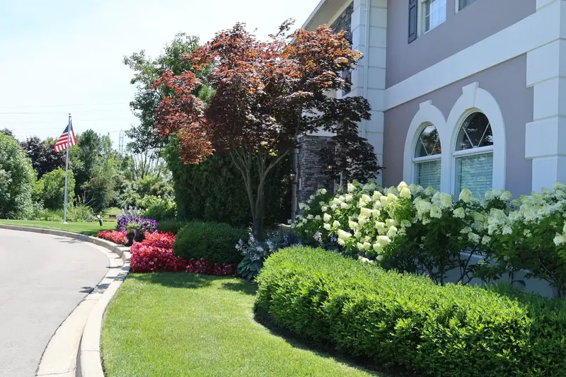 A front walk lined with clipped boxwoods and flowering hydrangeas