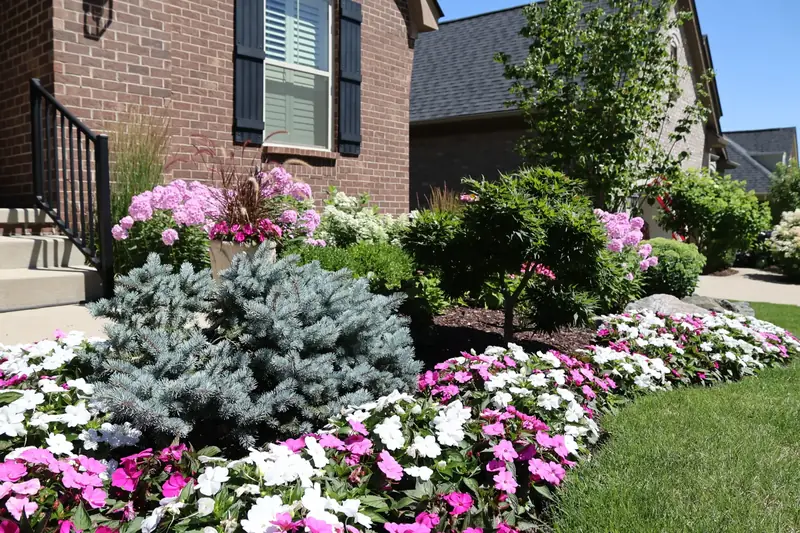 A front garden by English Gardens: pink and white impatiens around a blue spruce beside a brick house