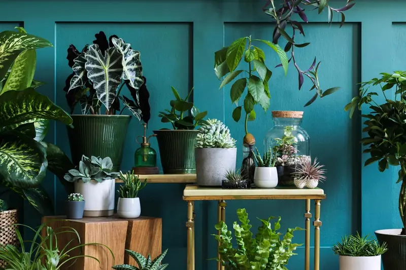 House plants in green and white pots against a teal wall