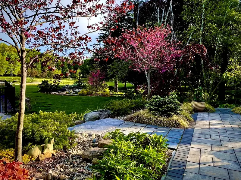 A stone patio path through redbuds, birches and low evergreens in a garden built by English Gardens