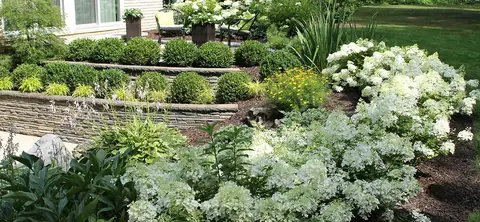 Terraced stone walls planted with boxwood and white hydrangeas